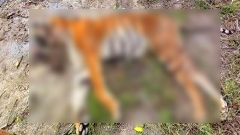 সুন্দরবনে খালে ভাসছিল বাঘের মরদেহ সুন্দরবনে খালে ভাসছিল বাঘের মরদেহ