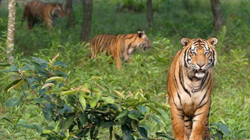 বাঘসহ সুন্দরবনের প্রাণীদের রোগ নির্ণয়ে চলছে গবেষণা বাঘসহ সুন্দরবনের প্রাণীদের রোগ নির্ণয়ে চলছে গবেষণা