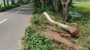 অফিসের ফার্নিচার বানাতে কাটা হলো বনায়নের গাছ