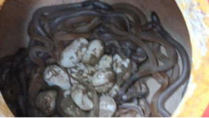 গর্ত খুঁড়তেই বেরিয়ে এল ৪৪টি বিষধর সাপের বাচ্চা