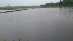 হাকালুকি হাওরে ফের জলাবদ্ধতা, দুর্ভোগে ৫ লক্ষাধিক মানুষ