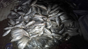 জাটকাসহ ২৭ মণ মাছ জব্দ  