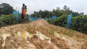 কর্দমাক্ত সড়কে ধানের চারা রোপণ করে প্রতিবাদ