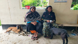 ভ্যাকসিন নেই ভেটেরিনারি হাসপাতালে 