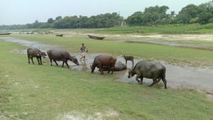 খাসজমি দখলে কমছে চারণভূমি