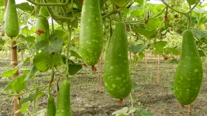 আন্দোলনে কপাল পুড়ছে সবজি চাষিদের