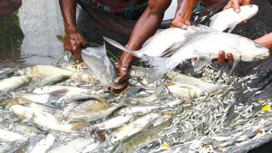 ‘প্রযুক্তি ব্যবহার করে মাছের উৎপাদনশীলতা বাড়ানোর উদ্যোগ নেওয়া হবে’