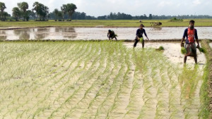 রাণীনগরে আমন ধান রোপণে ব্যস্ত কৃষক 