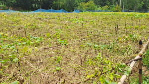 অতিবর্ষণে শসা ক্ষেতের সর্বনাশ