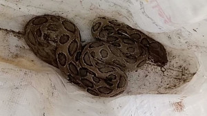 কামড় খেয়ে রাসেলস ভাইপার নিয়ে হাসপাতালে যুবক