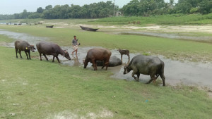 খাসজমি দখলে কমছে চারণভূমি