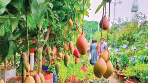 চাঁদাবাজি অব্যবস্থাপনায় শেষ জাতীয় বৃক্ষমেলা