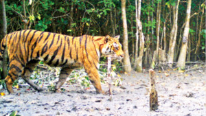 সুন্দরবনে বেড়েছে বাঘ, কমেনি হুমকি