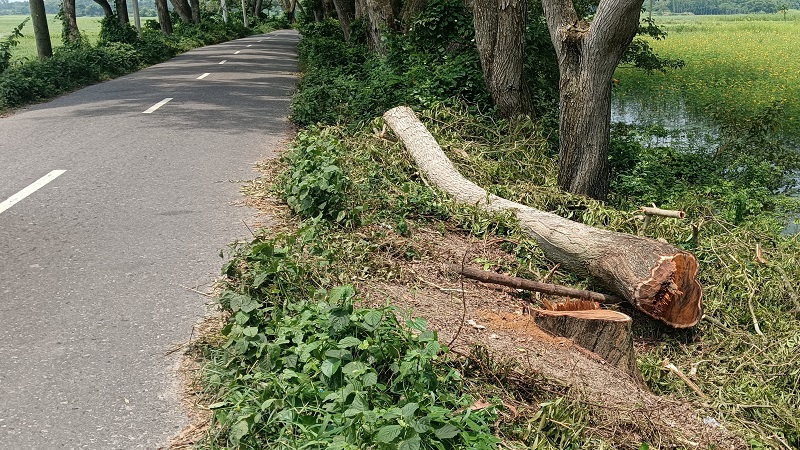 অফিসের ফার্নিচার বানাতে কাটা হলো বনায়নের গাছ অফিসের ফার্নিচার বানাতে কাটা হলো বনায়নের গাছ