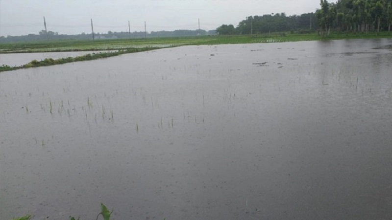 হাকালুকি হাওরে ফের জলাবদ্ধতা, দুর্ভোগে ৫ লক্ষাধিক মানুষ হাকালুকি হাওরে ফের জলাবদ্ধতা, দুর্ভোগে ৫ লক্ষাধিক মানুষ