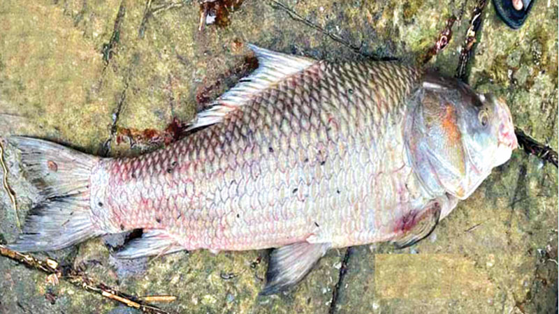 হালদায় অশনিসংকেত হালদায় অশনিসংকেত