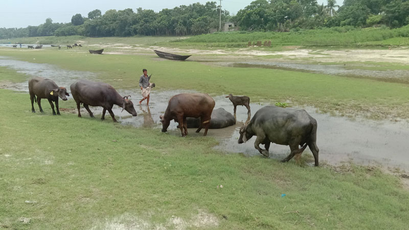 খাসজমি দখলে কমছে চারণভূমি খাসজমি দখলে কমছে চারণভূমি