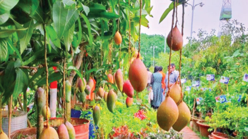 চাঁদাবাজি অব্যবস্থাপনায় শেষ জাতীয় বৃক্ষমেলা চাঁদাবাজি অব্যবস্থাপনায় শেষ জাতীয় বৃক্ষমেলা