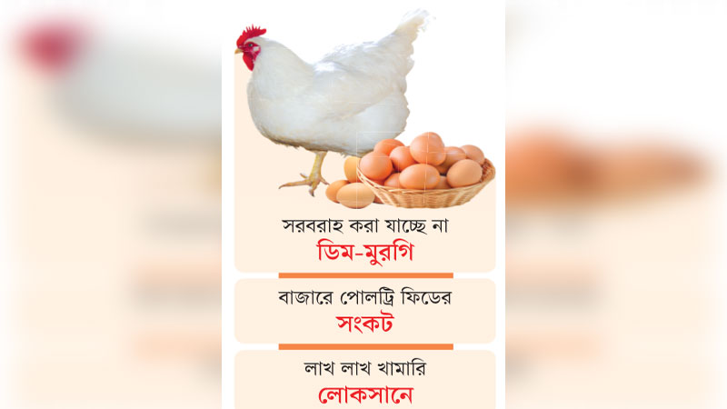 বড় সংকটে দেশের পোলট্রি খাত বড় সংকটে দেশের পোলট্রি খাত