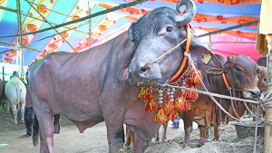 ছবিতে গাবতলী পশুর হাট
