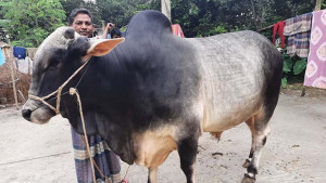 ঈদ জামাত শেষে চলছে পশু কোরবানি