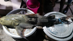 কুশিয়ারার ঘোলা পানিতে ধরা পড়ছে বড় মাছ