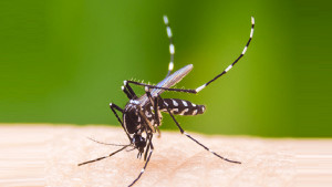 ডেঙ্গুর ঝুঁকি বেড়েছে ঈদের ছুটিতে