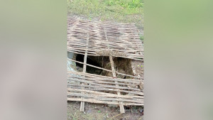 পাবনায় পাঁচ কবর থেকে ‘মরদেহ’ চুরি