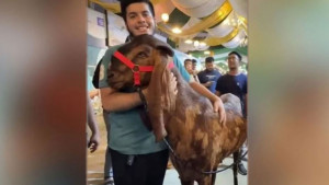 এক ছাগল নিয়ে লঙ্কাকাণ্ড