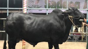 সাদিক অ্যাগ্রো উচ্ছেদে অভিযান চালাবে ডিএনসিসি