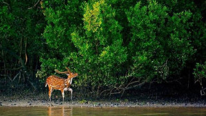 হরিণের সাড়ে ৩ মণ মাংস ফেলে পালাল শিকারি