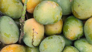 গোপালভোগ আম বাজারে, দর চড়া