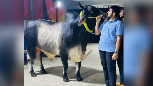 ঈদে ৭ খামার থেকে ৭০ লাখ টাকার গরু কেনেন সেই ইফাত (ভিডিও)