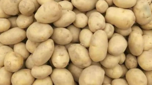 আলুর দর বাড়ছেই