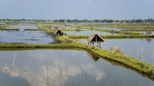 পাঁচ বছরে নেই ৪ হাজার হেক্টর চিংড়ি ঘের