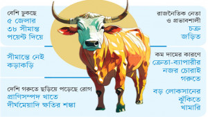 রাত নামলেই সীমান্ত দিয়ে ঢুকছে চোরাই গরুর পাল