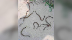 রাজশাহীতে পুলিশ একাডেমি প্রাঙ্গণে একে একে বেরিয়ে এল ১৬ রাসেলস ভাইপার