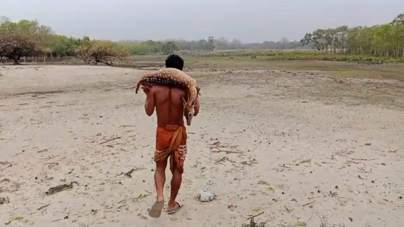 সুন্দরবন থেকে আরও ৩১ হরিণের মৃতদেহ উদ্ধার সুন্দরবন থেকে আরও ৩১ হরিণের মৃতদেহ উদ্ধার