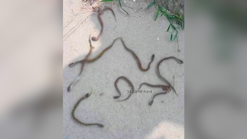 রাজশাহীতে পুলিশ একাডেমি প্রাঙ্গণে একে একে বেরিয়ে এল ১৬ রাসেলস ভাইপার রাজশাহীতে পুলিশ একাডেমি প্রাঙ্গণে একে একে বেরিয়ে এল ১৬ রাসেলস ভাইপার
