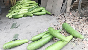 দাম না পেয়ে লাউ ফেলে যাচ্ছেন চাষিরা