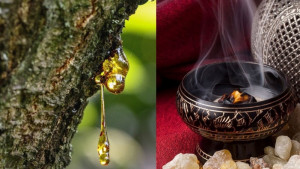 যে গাছের অশ্রু থেকে তৈরি আরবি লোবান