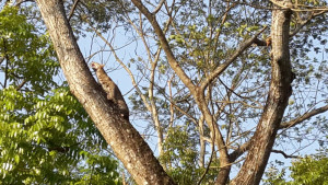 কুকুরের ধাওয়ায় গাছে মেছো বাঘ, উদ্ধার অভিযান চালিয়ে ব্যর্থ