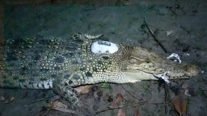কুমিরের পিঠে স্যাটেলাইট ট্রান্সমিটার 