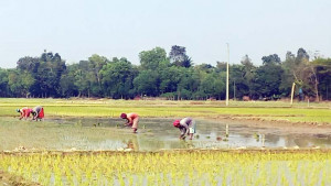 জীবিকার তাগিদে বোরো মাঠে নারী চা শ্রমিকরা