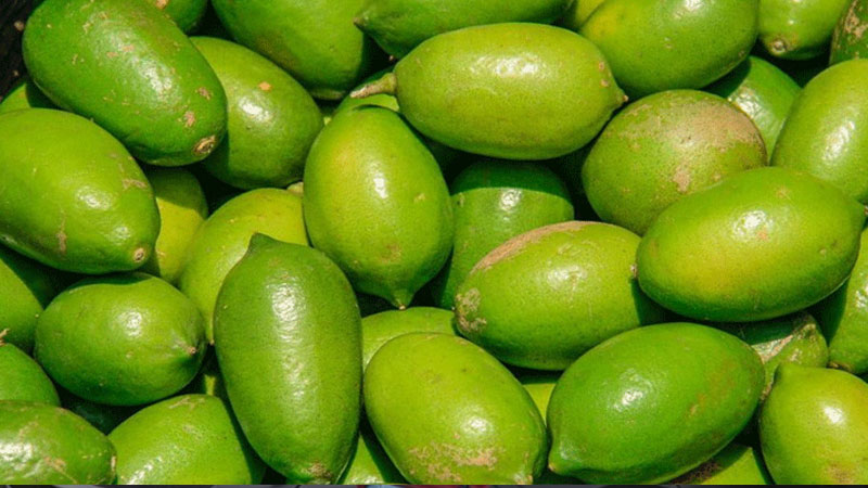 ৬ টাকার লেবু ঢাকায় কেন ২০ টাকা, খতিয়ে দেখছে সরকার: বাণিজ্য প্রতিমন্ত্রী ৬ টাকার লেবু ঢাকায় কেন ২০ টাকা, খতিয়ে দেখছে সরকার: বাণিজ্য প্রতিমন্ত্রী