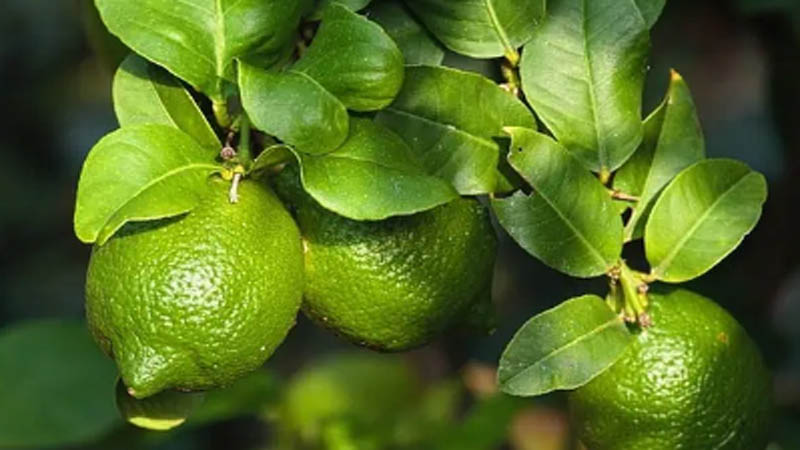 লেবু পাতার যত গুণ লেবু পাতার যত গুণ
