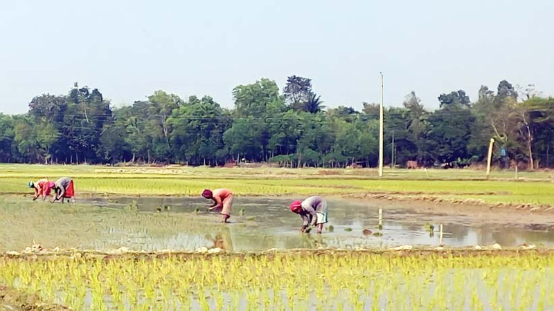 জীবিকার তাগিদে বোরো মাঠে নারী চা শ্রমিকরা জীবিকার তাগিদে বোরো মাঠে নারী চা শ্রমিকরা