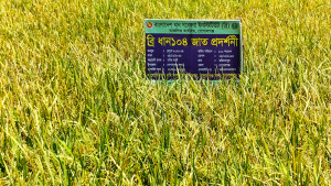 বাসমতীতে সম্ভাবনার হাতছানি