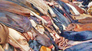 কোরবানির ৭ দিনের মধ্যে ঢাকায় চামড়া ঢুকবে না