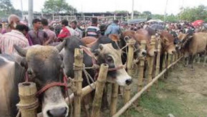 কোরবানির জন্য প্রস্তুত ১ কোটি ২৯ লাখ পশু 